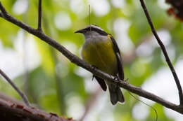 Image of Coereba flaveola sharpei (Cory 1886)