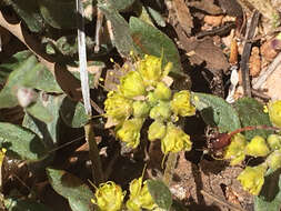 Image of James' buckwheat