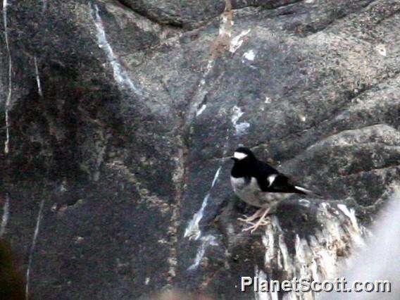 Image of Little Forktail