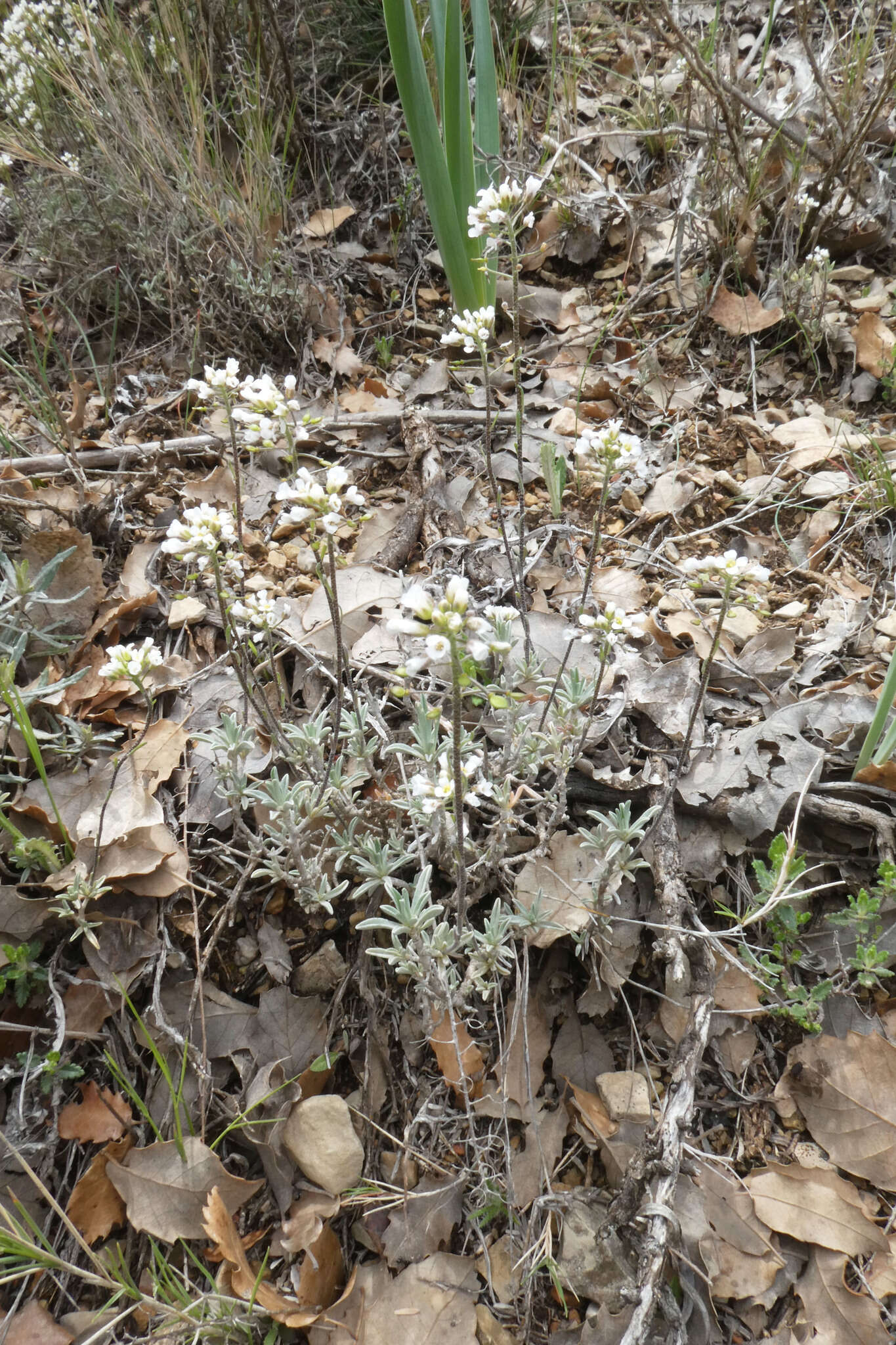 Image de Hormathophylla lapeyrousiana (Jord.) P. Küpfer