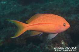 Image of One-stripe anthias