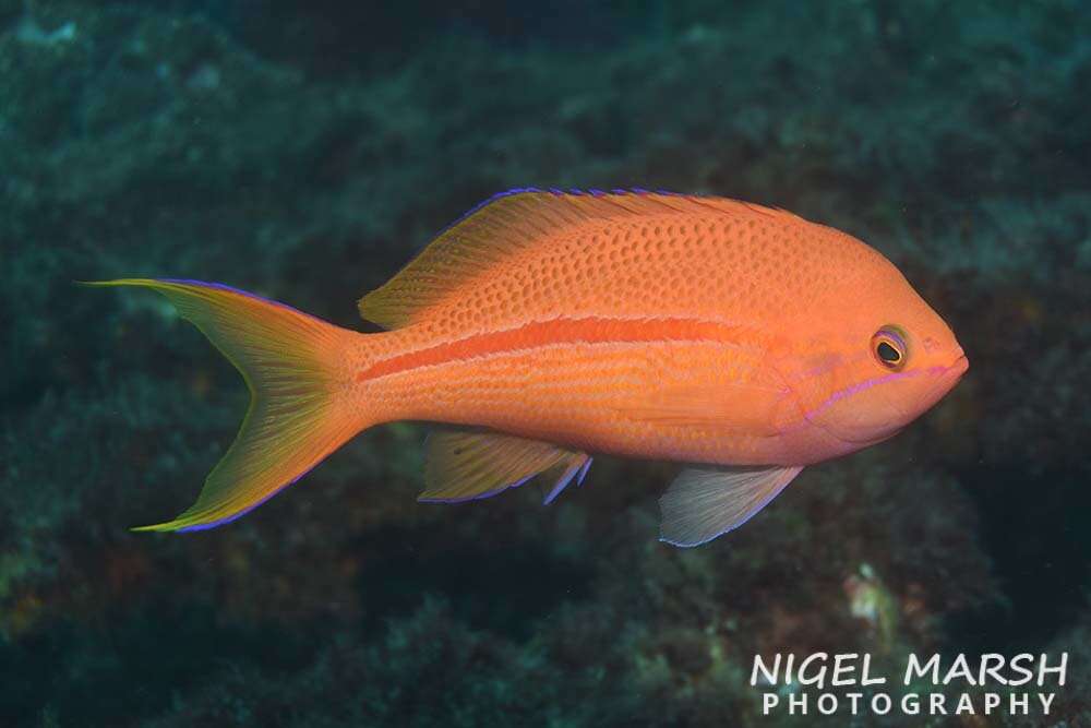 Image of One-stripe anthias