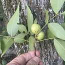 Phylloxera pilosula Pergande 1904 resmi