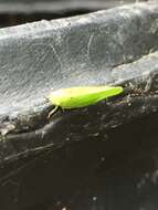 Image of Green Coneheaded Planthopper