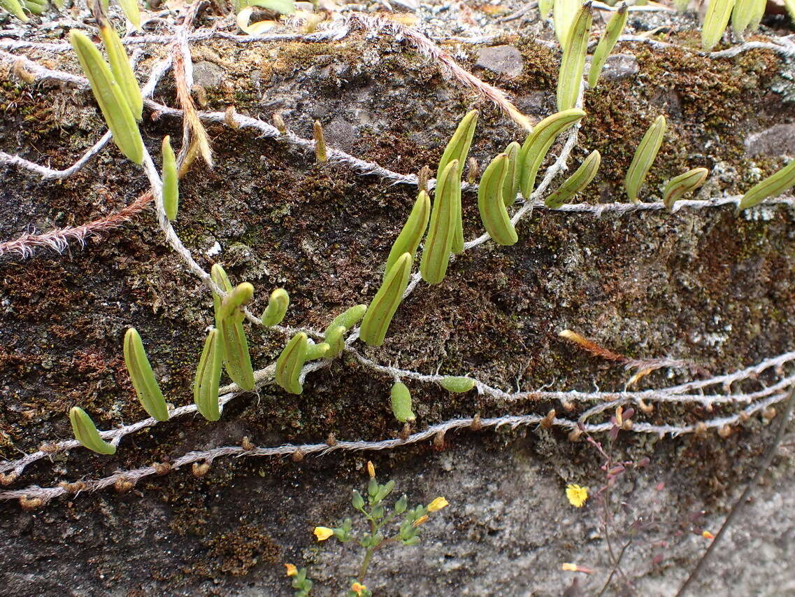 Image of Pyrrosia angustissima (Giesenh. ex Diels) Tag. & Iwatsuki