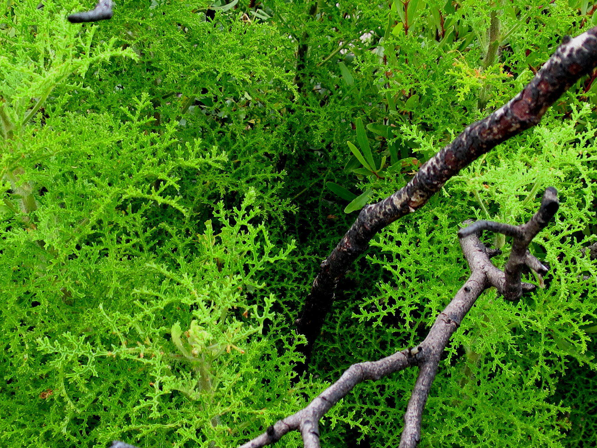 Image of Pelargonium denticulatum Jacq.