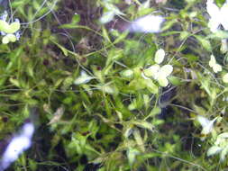 Image of Duckweed