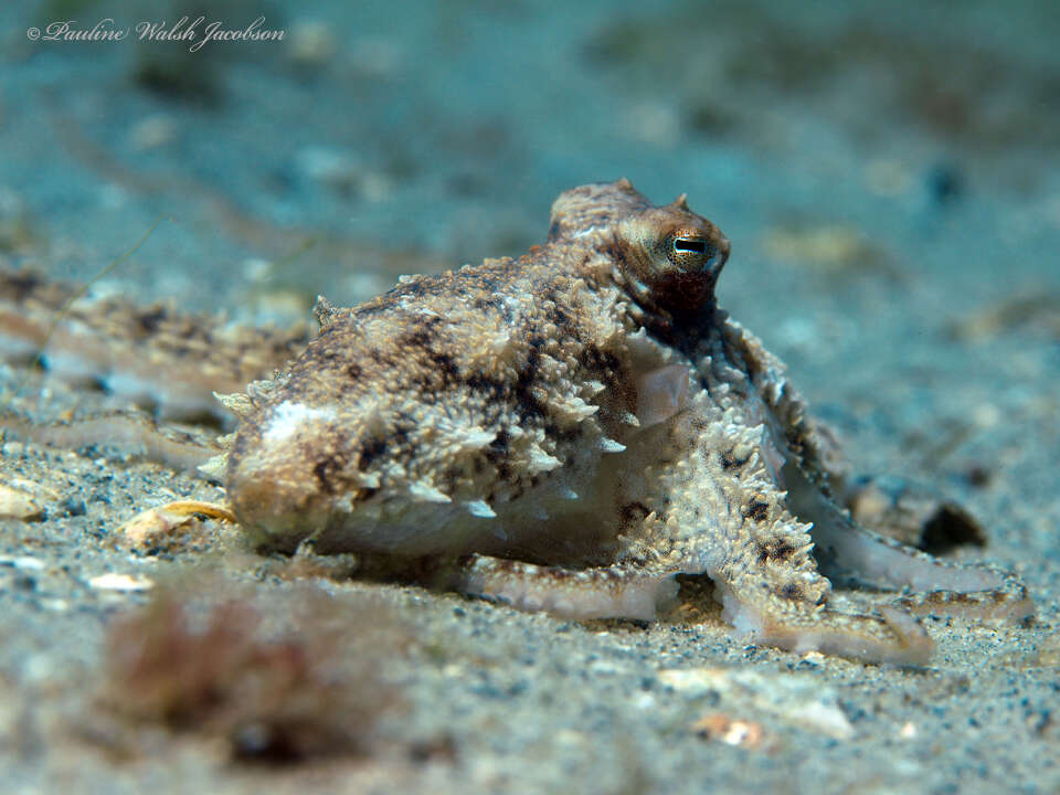 Image de Macrotritopus Grimpe 1922