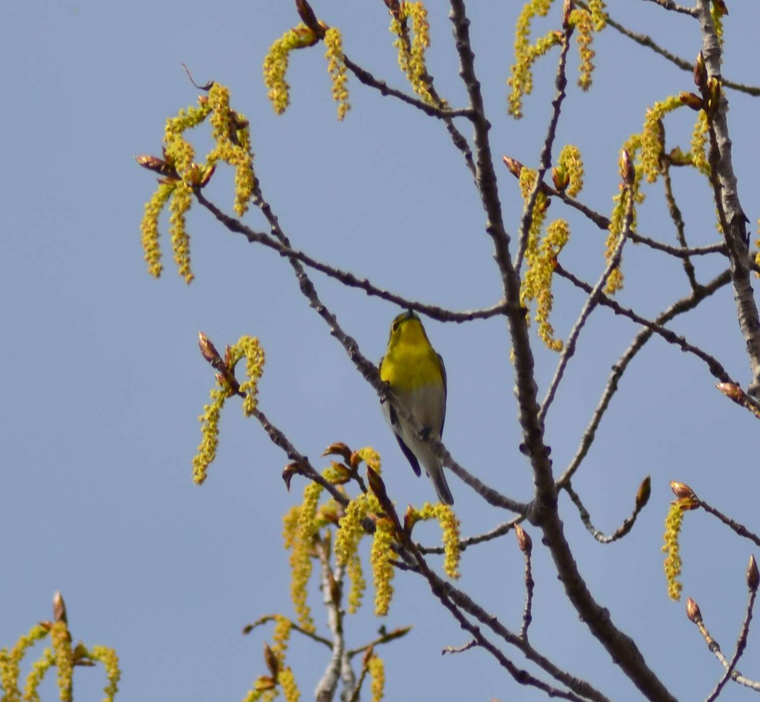 Sivun keltarintavireo kuva