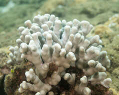 Image de Porites compressa Dana 1846