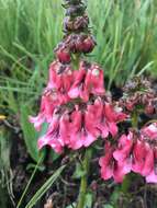 Image of Diascia purpurea N. E. Br.