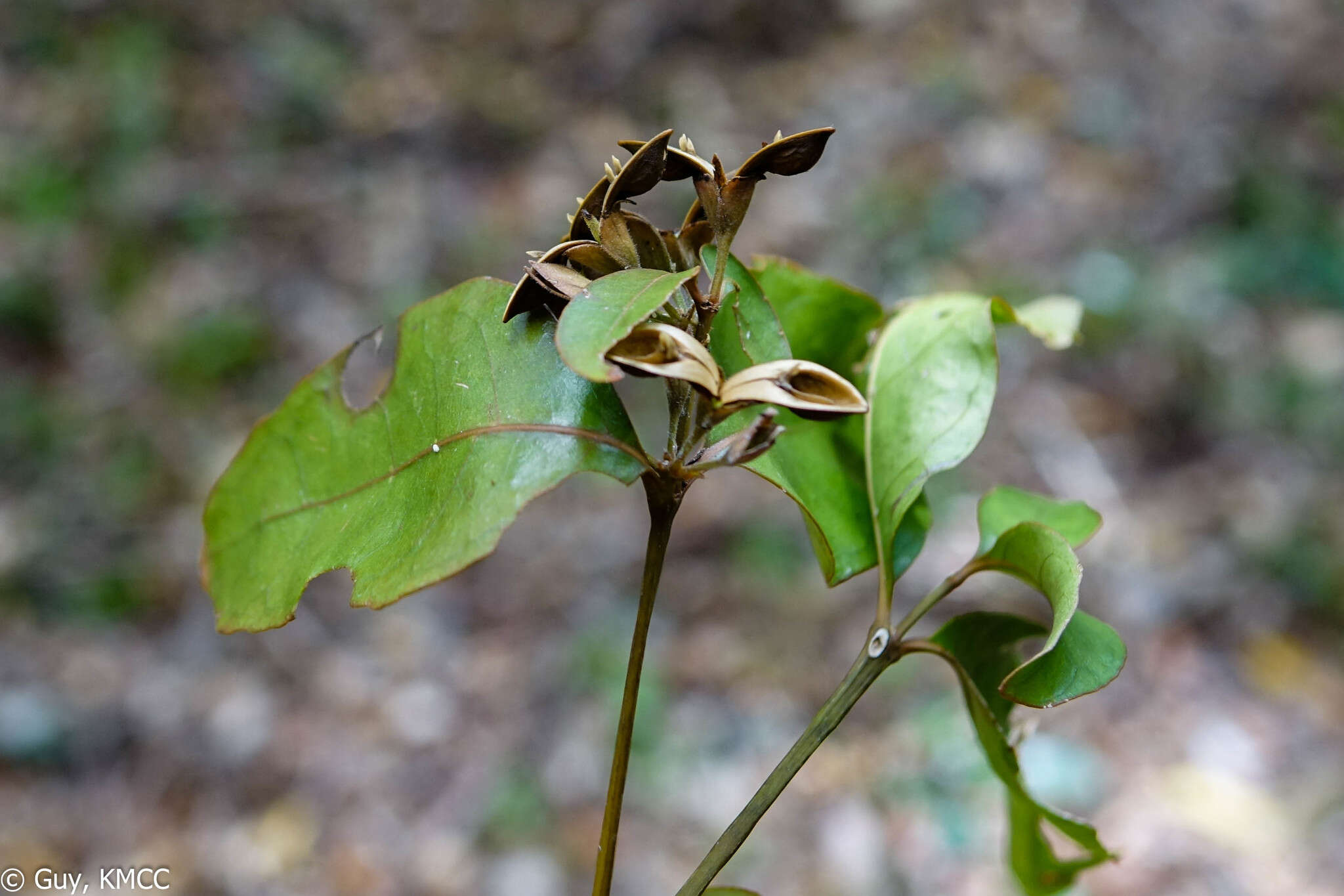 Image of Zygoruellia richardii Baill.