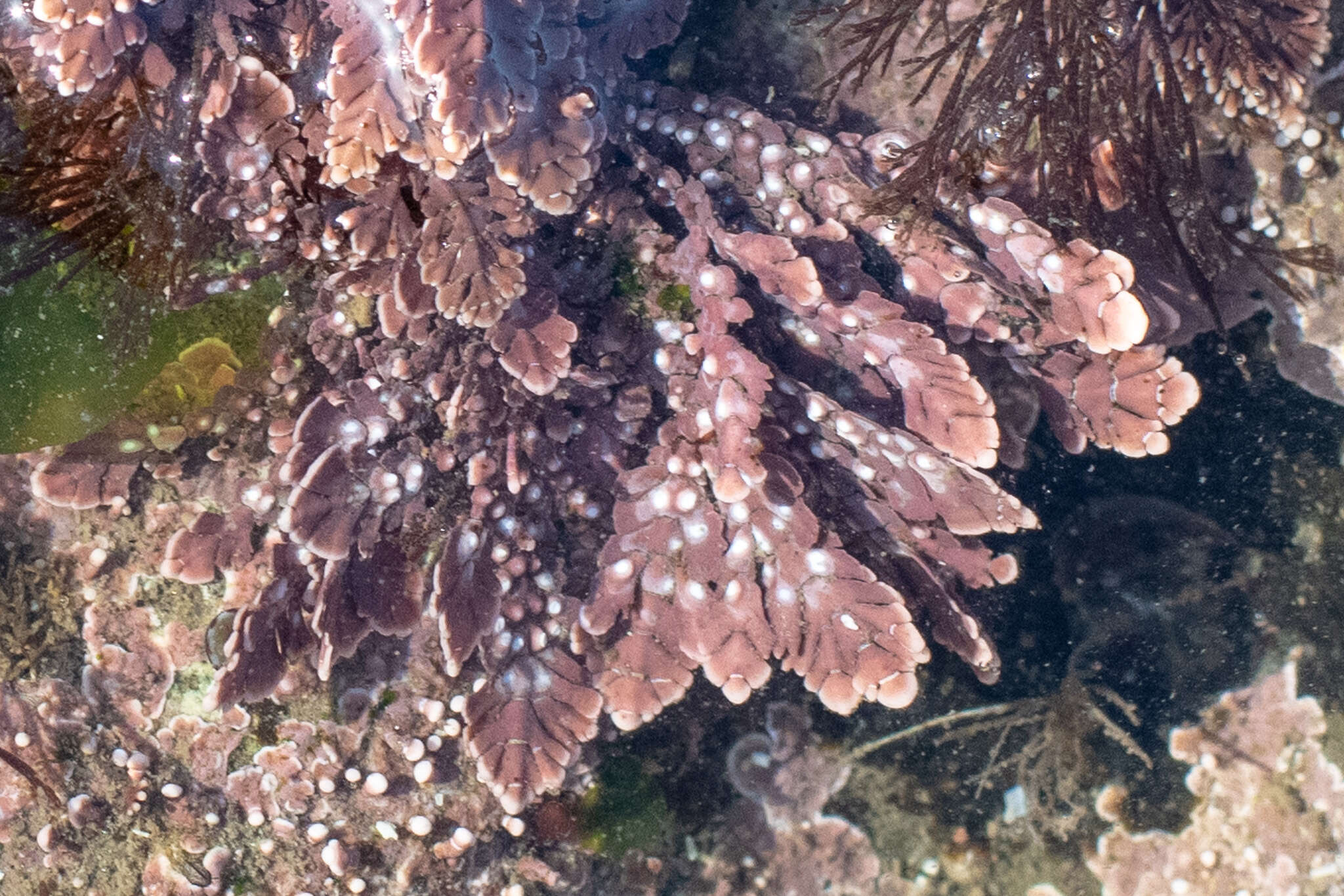 Image of Bossiella plumosa