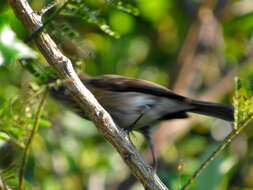 Image of Muscicapa adusta fuscula Sundevall 1850