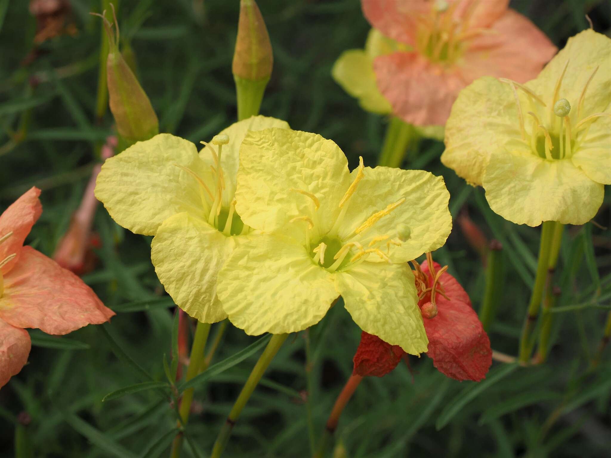 Oenothera toumeyi (Small) Tidestrom的圖片