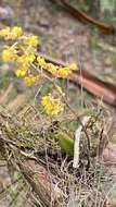 Image de Trichocentrum pumilum (Lindl.) M. W. Chase & N. H. Williams