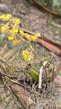 Image of mule-ear orchid