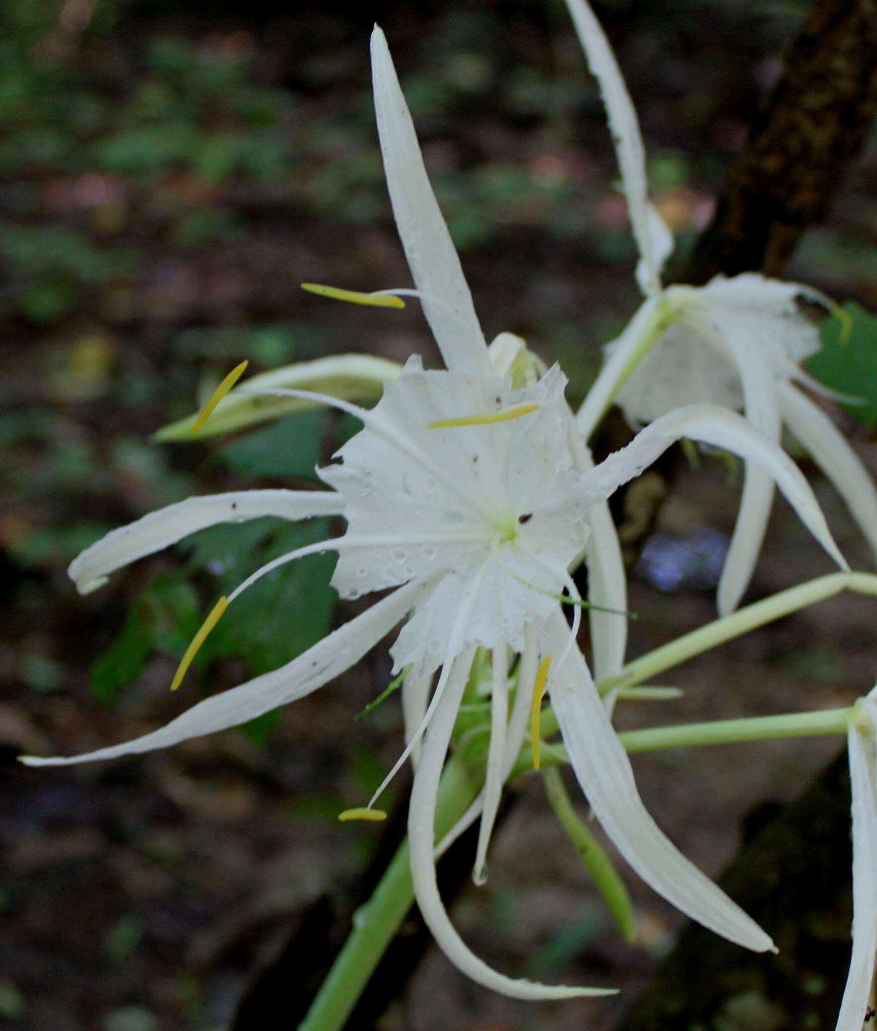 Image of Choctaw spiderlily