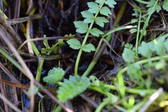 Image of Creeping marshwort