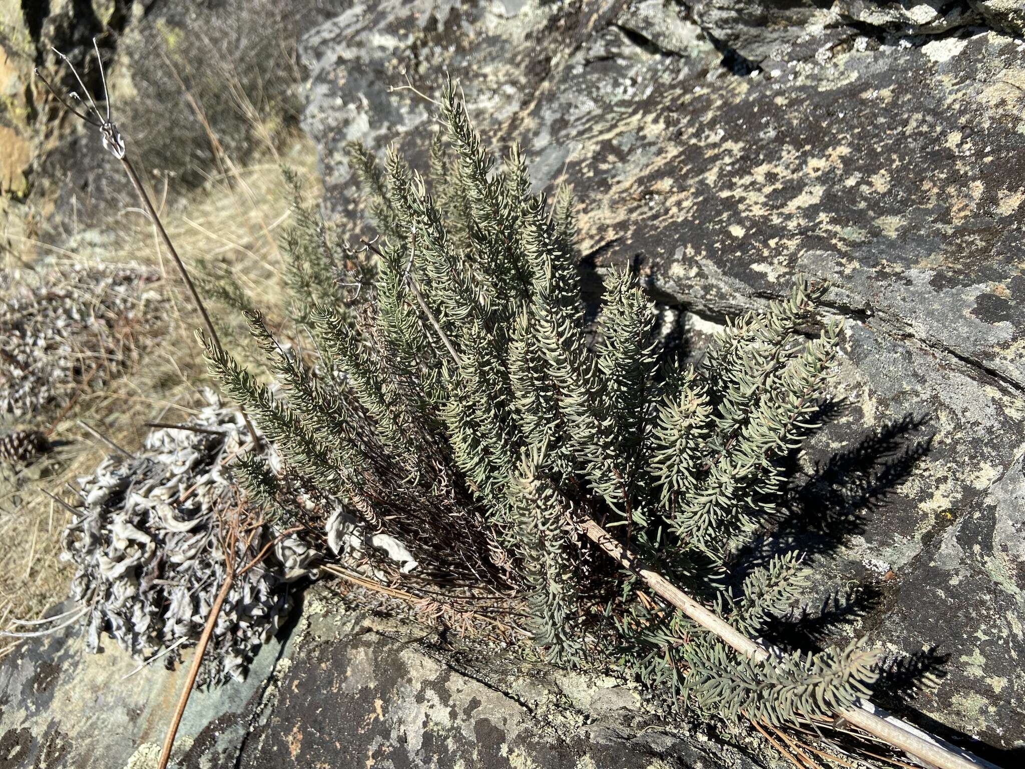 Image of Sierra cliffbrake