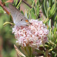 Image of Strymon melinus pudica (Hy. Edwards 1877)