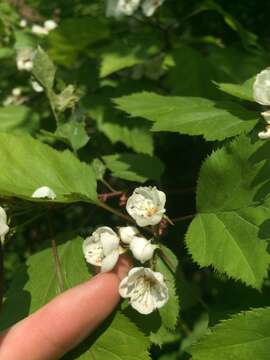 Sivun Crataegus holmesiana Ashe kuva