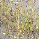 Image of Juncus articulatus subsp. limosus (Worosch.) Worosch.