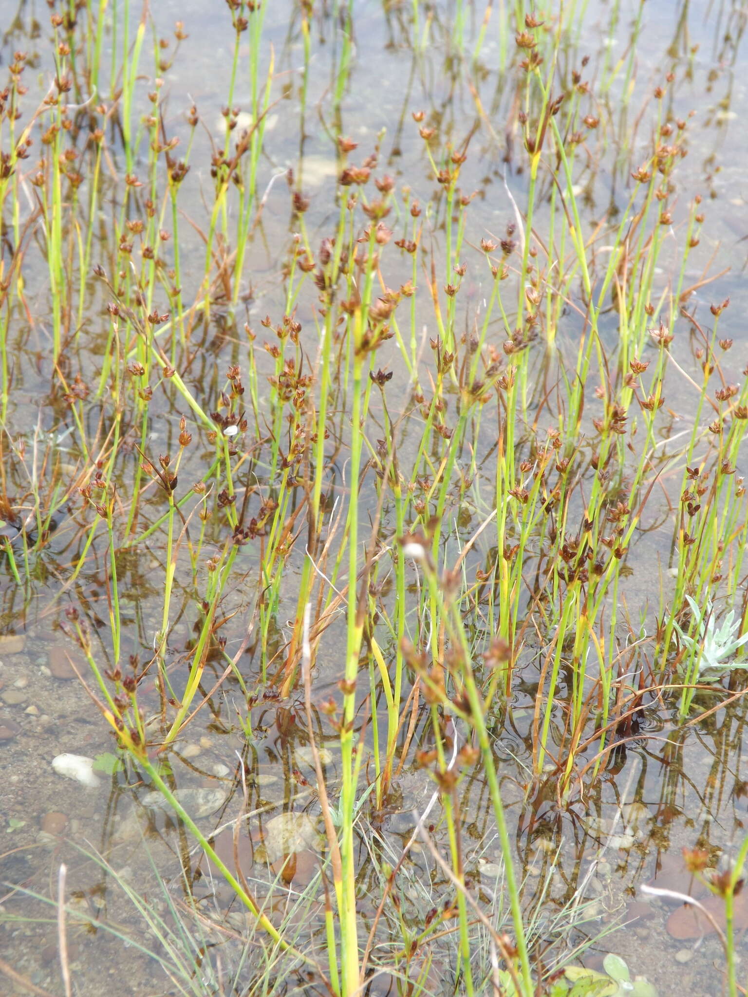 Image of Juncus articulatus subsp. limosus (Worosch.) Worosch.