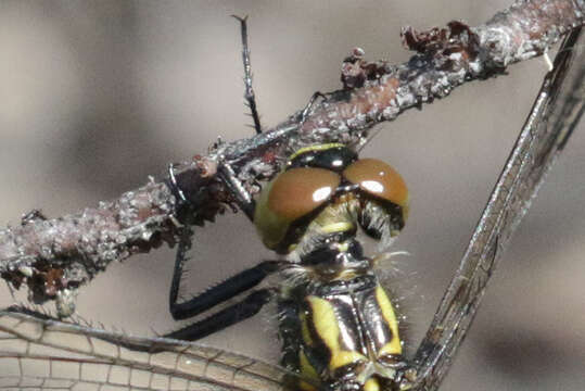 Imagem de Leucorrhinia patricia Walker 1940