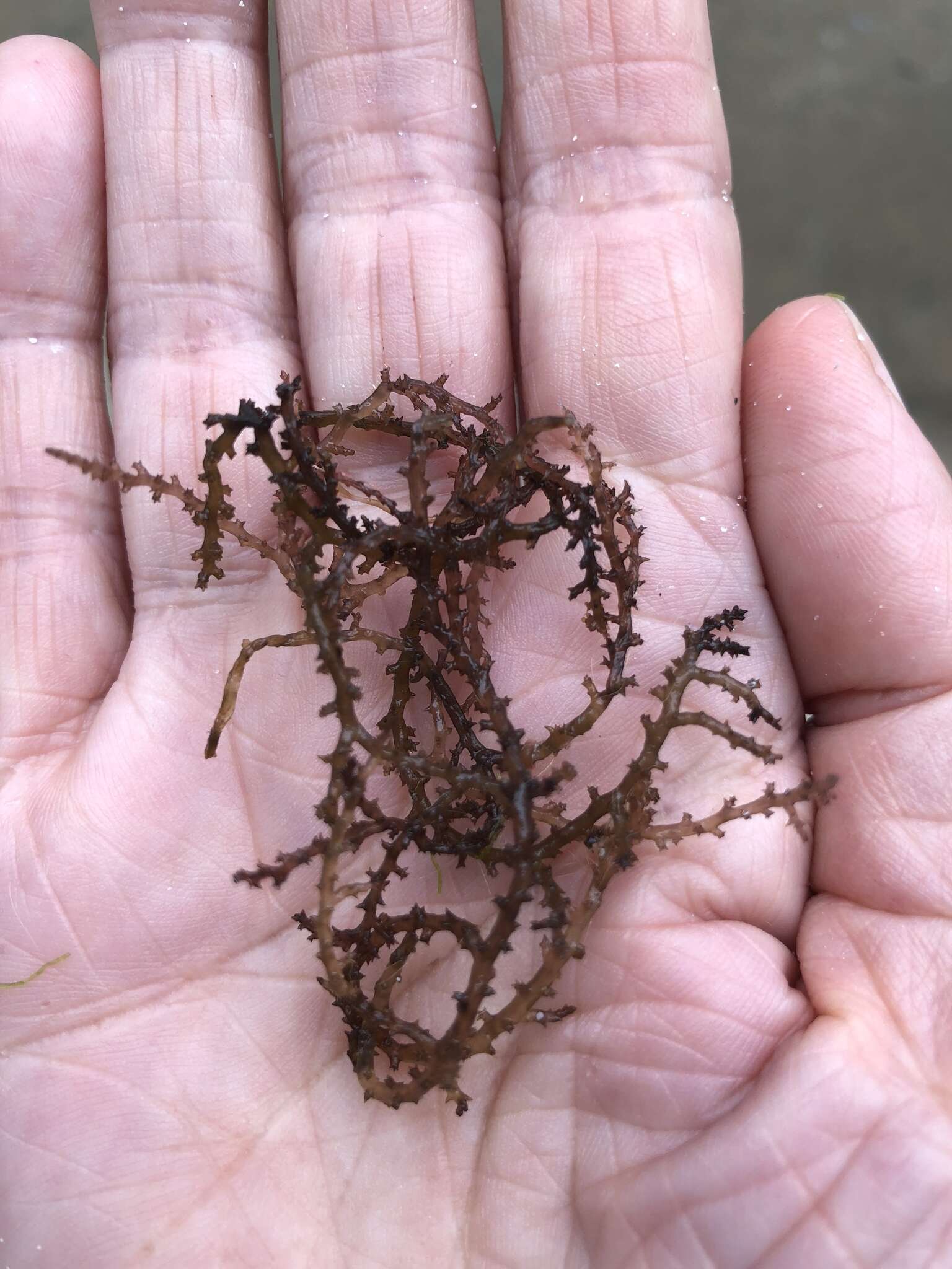 Image of Red algae