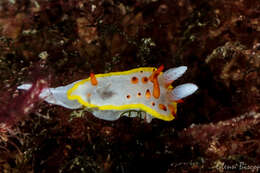 Image of Diaphorodoris papillata Portmann & Sandmeier 1960