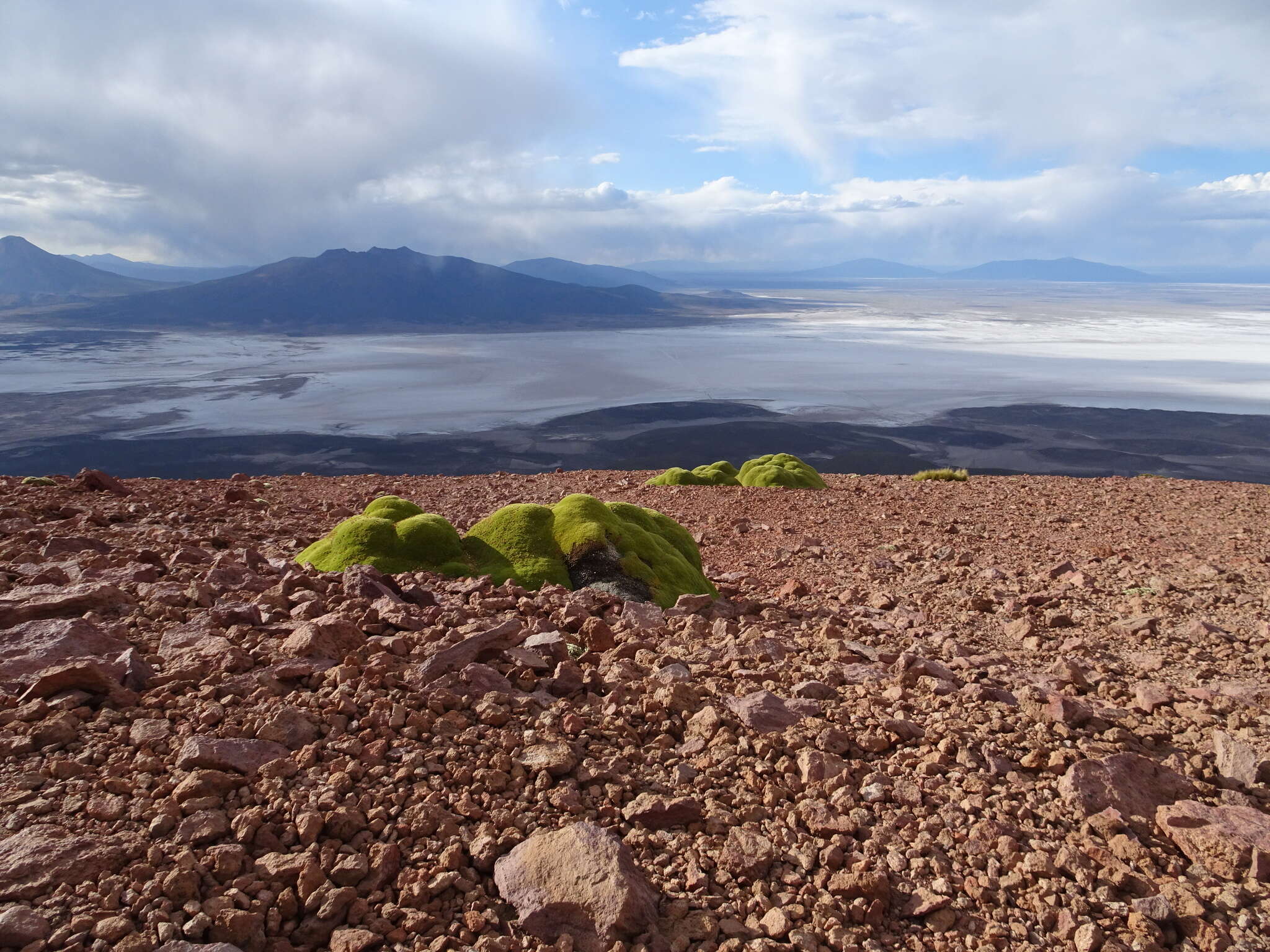 Yareta resmi