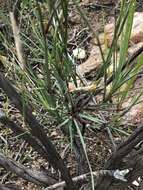 Image of Dianthus basuticus Burtt Davy