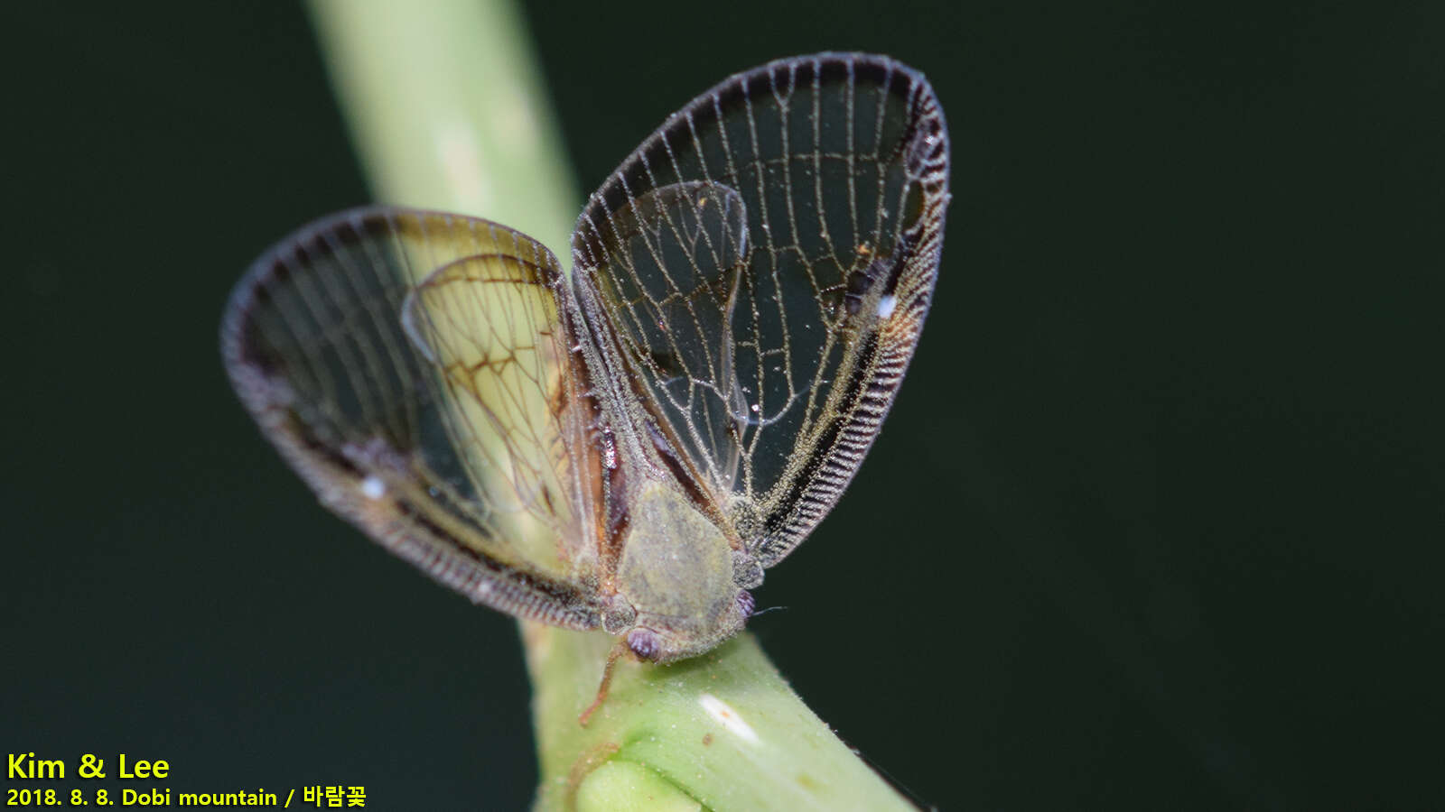 Image of Euricania facialis (Walker 1858)