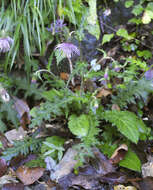 Plancia ëd Cirsium tashiroi Kitam.