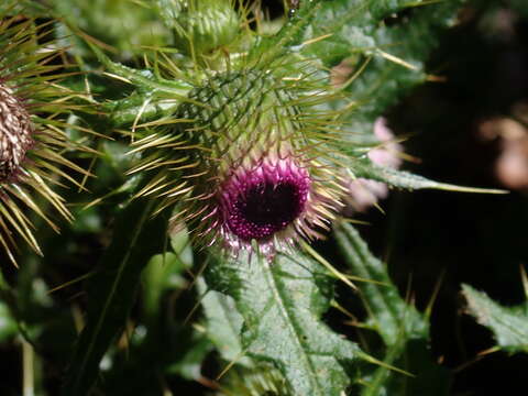 Image of Cirsium ferum