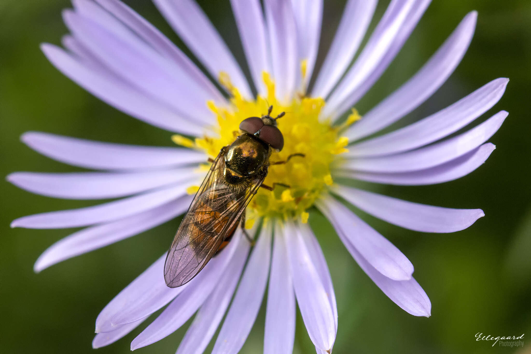 Слика од Xanthandrus comtus (Harris 1780)