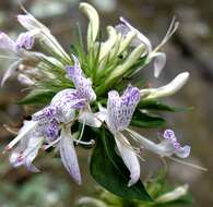 Image of Purple ribbon bush