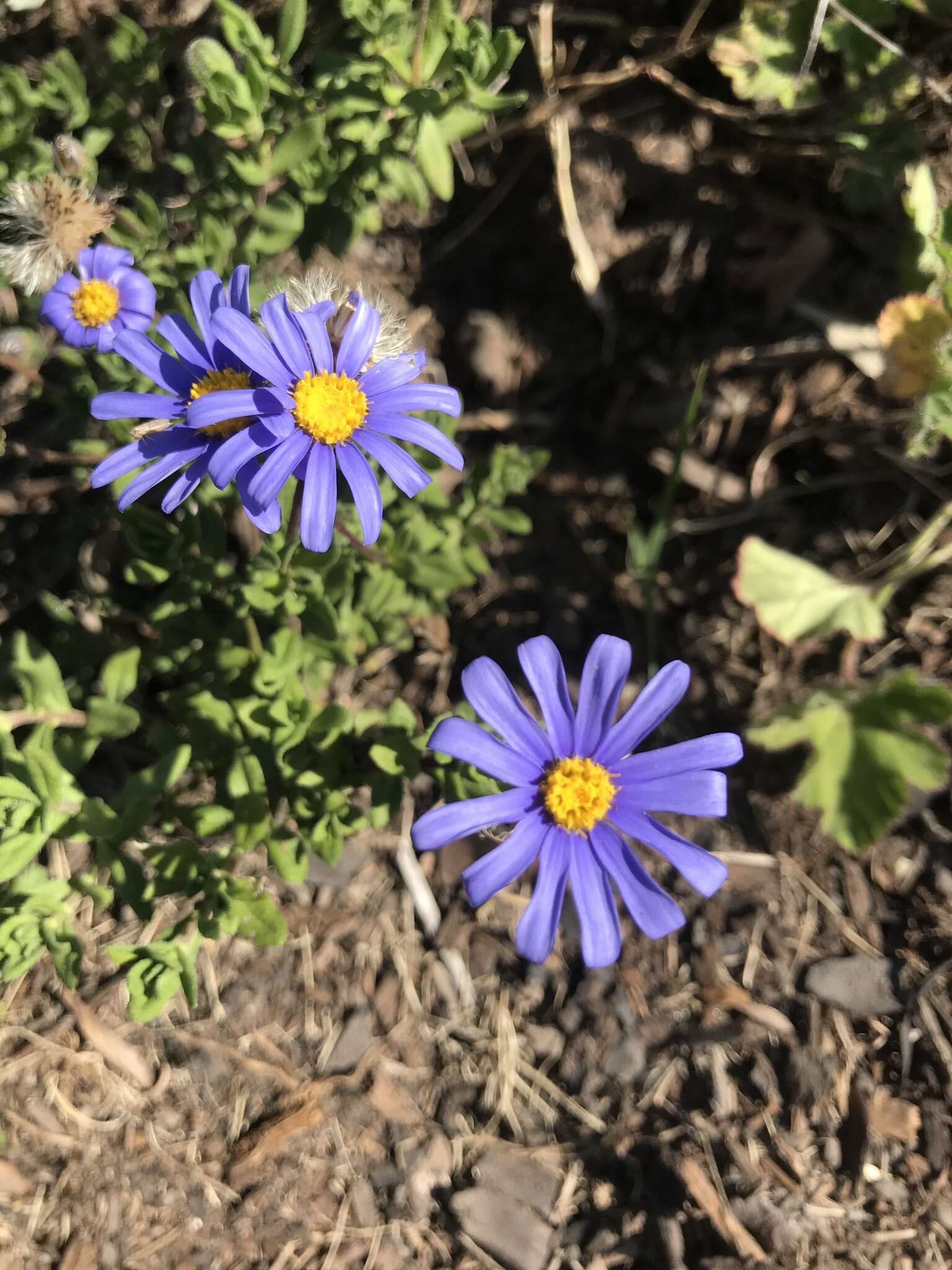 Image of blue daisy