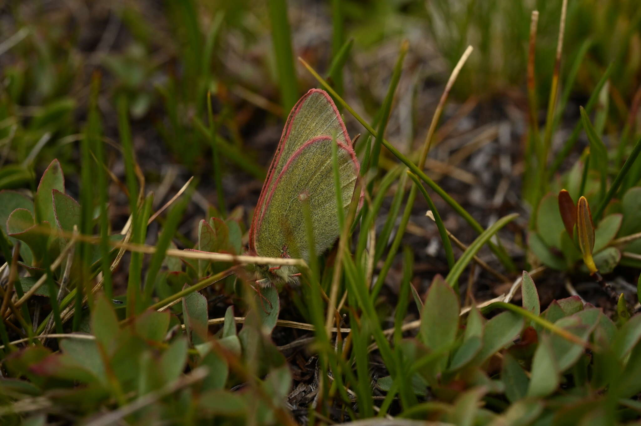 Image of Sierra Green Sulphur