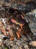 Image of chocolate chip lichen