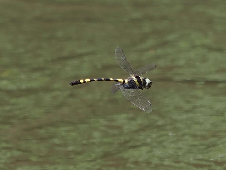 Image of Macromia tillyardi Martin 1906