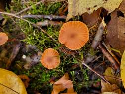 Image of Laccaria ohiensis (Mont.) Singer 1947