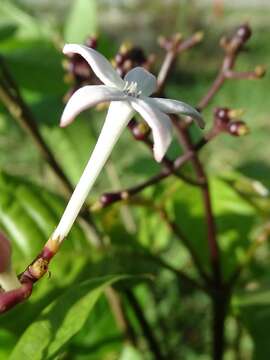 Image de Palicourea domingensis (Jacq.) DC.