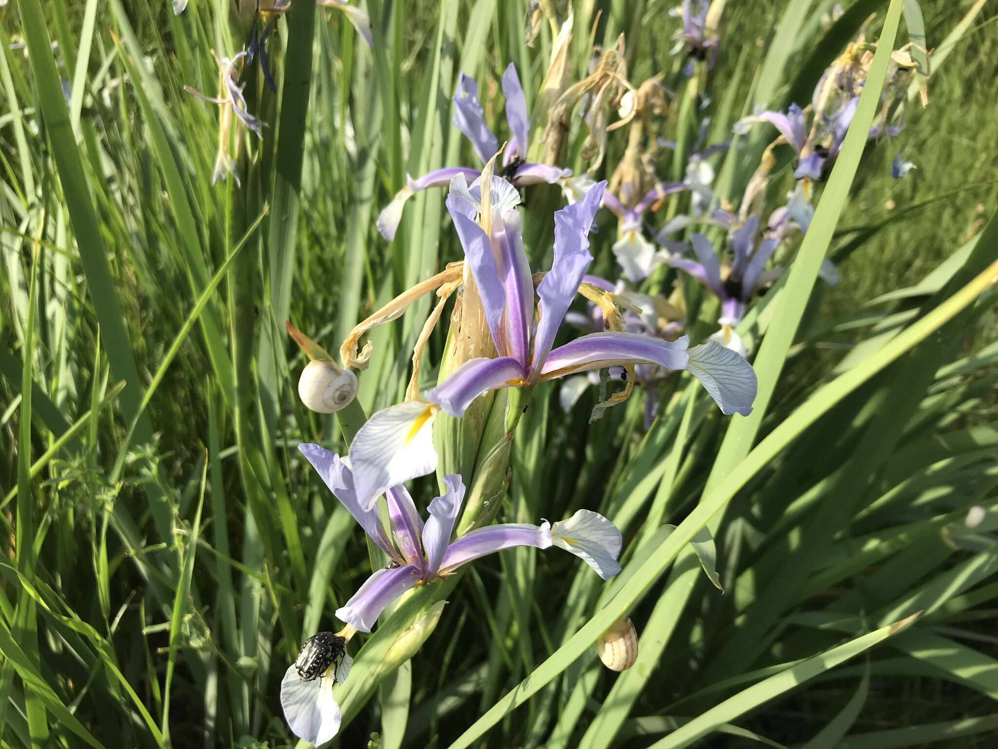 Image of Iris pseudonotha Galushko