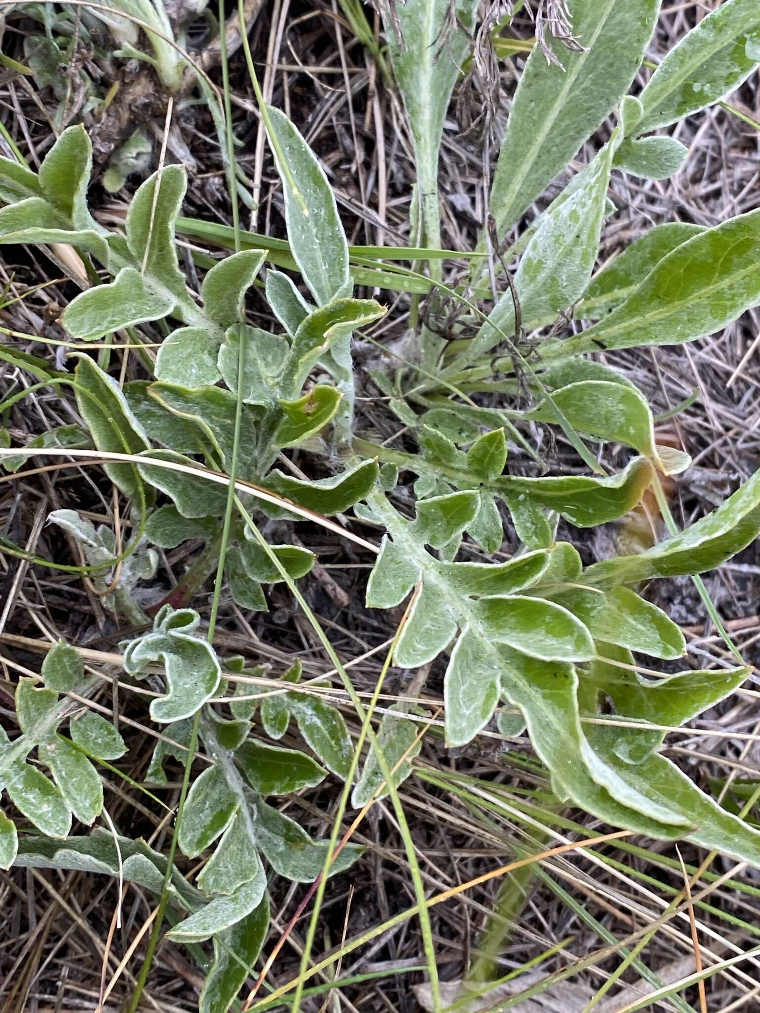 Plancia ëd Psephellus turgaicus (Klok.) A. L. Ebel