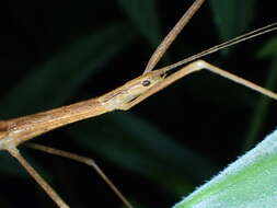 Image of Stick insect