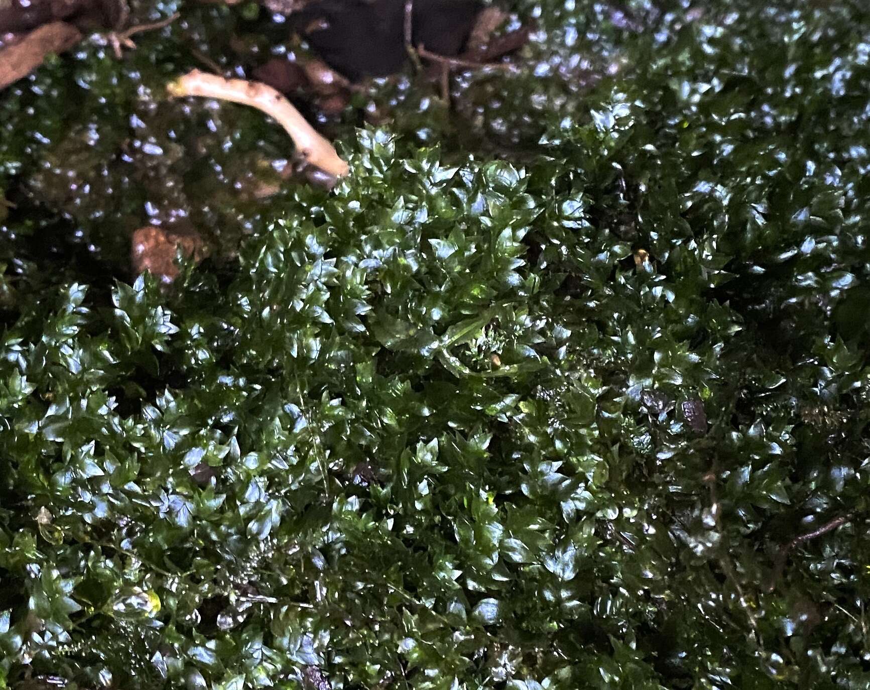Image of sharpleaf hookeria moss