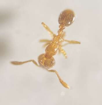 Image of Thief Ant