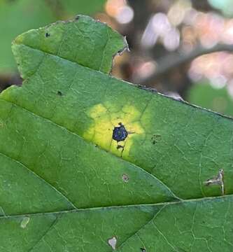 Image of <i>Phyllosticta hamamelidis</i>